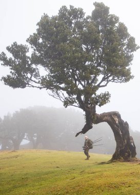 Madeira 'da ihtişamlı antik ağaçlarla dolu fanal defne ormanı