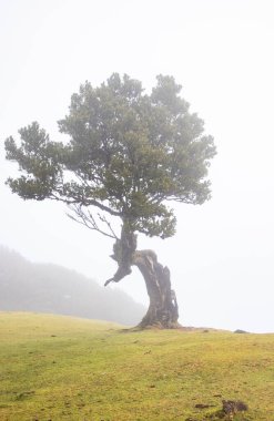 Madeira 'da ihtişamlı antik ağaçlarla dolu fanal defne ormanı