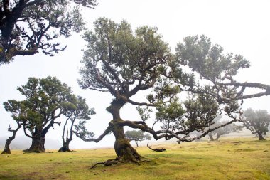 Madeira 'da ihtişamlı antik ağaçlarla dolu fanal defne ormanı