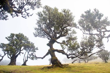 Madeira 'da ihtişamlı antik ağaçlarla dolu fanal defne ormanı