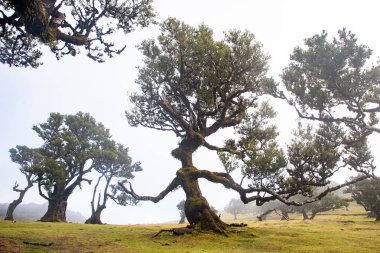 Madeira 'da ihtişamlı antik ağaçlarla dolu fanal defne ormanı