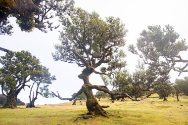 Madeira 'da ihtişamlı antik ağaçlarla dolu fanal defne ormanı
