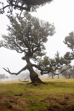 Madeira 'da ihtişamlı antik ağaçlarla dolu fanal defne ormanı