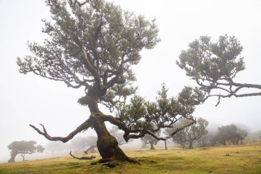 Madeira 'da ihtişamlı antik ağaçlarla dolu fanal defne ormanı