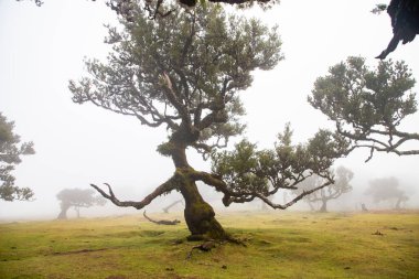 Madeira 'da ihtişamlı antik ağaçlarla dolu fanal defne ormanı