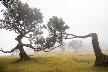 Madeira 'da ihtişamlı antik ağaçlarla dolu fanal defne ormanı