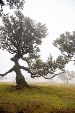Madeira 'da ihtişamlı antik ağaçlarla dolu fanal defne ormanı