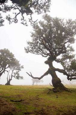 Madeira 'da ihtişamlı antik ağaçlarla dolu fanal defne ormanı