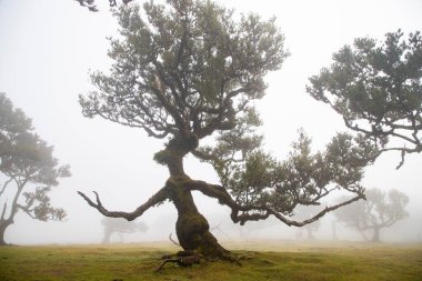 Madeira 'da ihtişamlı antik ağaçlarla dolu fanal defne ormanı