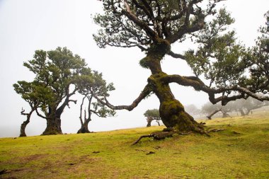 Madeira 'da ihtişamlı antik ağaçlarla dolu fanal defne ormanı