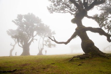 Madeira 'da ihtişamlı antik ağaçlarla dolu fanal defne ormanı