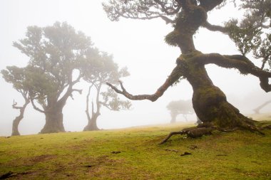 Madeira 'da ihtişamlı antik ağaçlarla dolu fanal defne ormanı