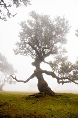 Madeira 'da ihtişamlı antik ağaçlarla dolu fanal defne ormanı