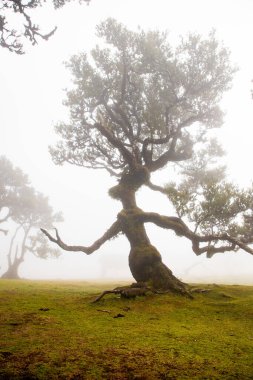 Madeira 'da ihtişamlı antik ağaçlarla dolu fanal defne ormanı