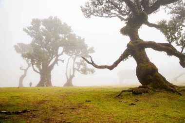 Madeira 'da ihtişamlı antik ağaçlarla dolu fanal defne ormanı