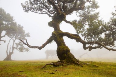 Madeira 'da ihtişamlı antik ağaçlarla dolu fanal defne ormanı