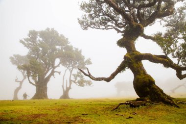 Madeira 'da ihtişamlı antik ağaçlarla dolu fanal defne ormanı