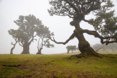 Madeira 'da ihtişamlı antik ağaçlarla dolu fanal defne ormanı