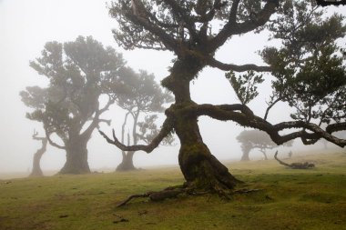 Madeira 'da ihtişamlı antik ağaçlarla dolu fanal defne ormanı