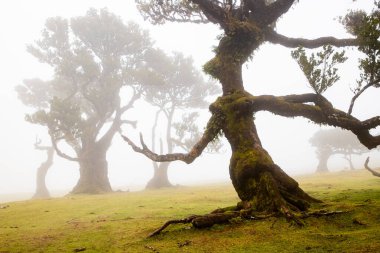 Madeira 'da ihtişamlı antik ağaçlarla dolu fanal defne ormanı
