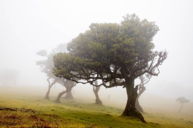 Madeira 'da ihtişamlı antik ağaçlarla dolu fanal defne ormanı