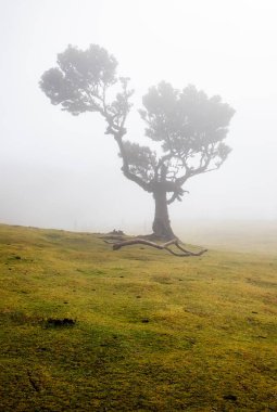Madeira 'da ihtişamlı antik ağaçlarla dolu fanal defne ormanı