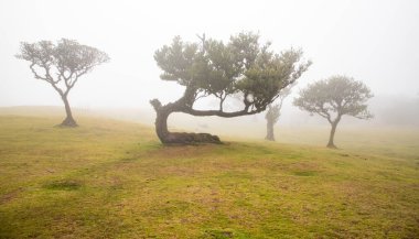 Madeira 'da ihtişamlı antik ağaçlarla dolu fanal defne ormanı