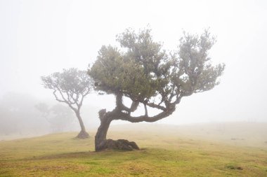 Madeira 'da ihtişamlı antik ağaçlarla dolu fanal defne ormanı