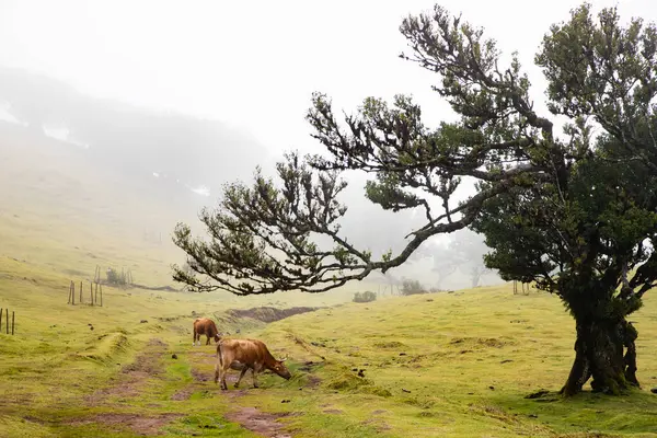 Madeira 'da ihtişamlı antik ağaçlarla dolu fanal defne ormanı