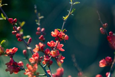 Baharda ağaçta kırmızı çiçekler