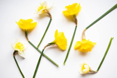 Nergislerin ve bahar çiçeklerinin üst görüntüsü