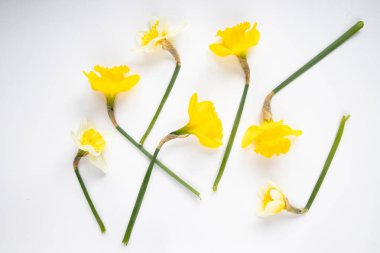 Nergislerin ve bahar çiçeklerinin üst görüntüsü