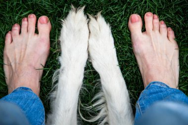 Köpek pençeleri ve çimenlerdeki kadın ayaklarının en iyi arkadaşı.