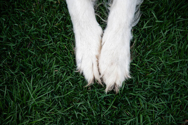 top view of dog paws and female feet in grass best friends