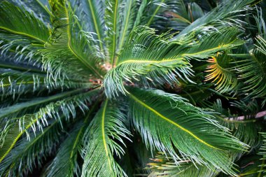 Tropikal bitkilerin parlak yeşil arkaplanı