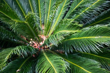 Tropikal bitkilerin parlak yeşil arkaplanı