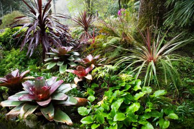 Tropikal bitkilerin parlak yeşil arkaplanı
