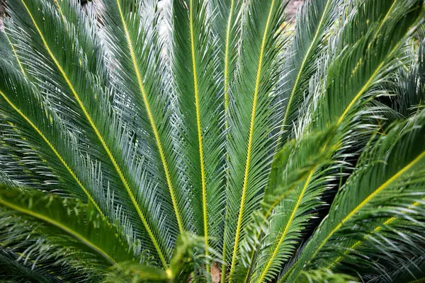 Tropikal bitkilerin parlak yeşil arkaplanı