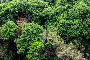 Yeşil ağaçların absract arkaplanı
