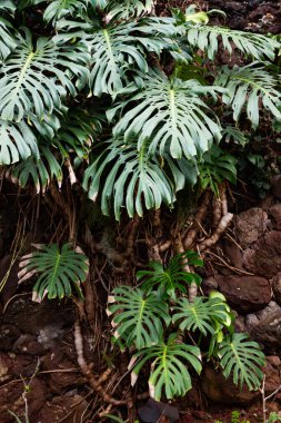 Portekiz 'in Madeira adasının en yüksek noktası olan Arieiro tepesi yakınlarındaki dağ ve kayaların manzarası