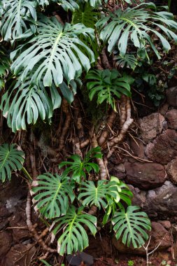 Portekiz 'in Madeira adasının en yüksek noktası olan Arieiro tepesi yakınlarındaki dağ ve kayaların manzarası