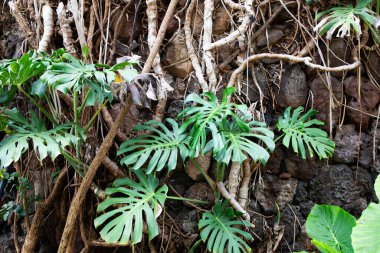 Portekiz 'in Madeira adasının en yüksek noktası olan Arieiro tepesi yakınlarındaki dağ ve kayaların manzarası