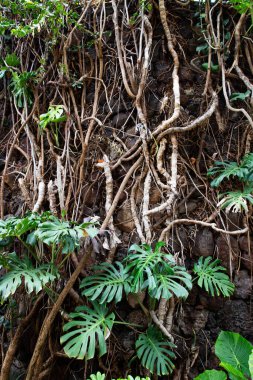 Portekiz 'in Madeira adasının en yüksek noktası olan Arieiro tepesi yakınlarındaki dağ ve kayaların manzarası