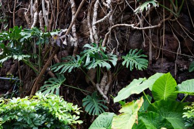 Portekiz 'in Madeira adasının en yüksek noktası olan Arieiro tepesi yakınlarındaki dağ ve kayaların manzarası