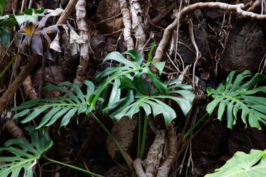 Portekiz 'in Madeira adasının en yüksek noktası olan Arieiro tepesi yakınlarındaki dağ ve kayaların manzarası
