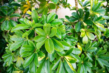 Portekiz 'in Madeira adasının en yüksek noktası olan Arieiro tepesi yakınlarındaki dağ ve kayaların manzarası