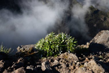 Portekiz 'in Madeira adasının en yüksek noktası olan Arieiro tepesi yakınlarındaki dağ ve kayaların manzarası