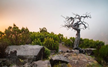 Portekiz 'in Madeira adasının en yüksek noktası olan Arieiro tepesi yakınlarındaki dağ ve kayaların manzarası