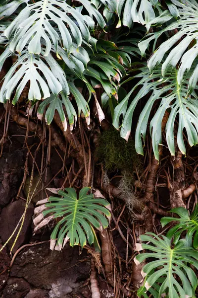 Portekiz 'in Madeira adasının en yüksek noktası olan Arieiro tepesi yakınlarındaki dağ ve kayaların manzarası