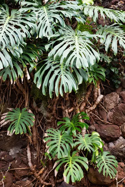 Portekiz 'in Madeira adasının en yüksek noktası olan Arieiro tepesi yakınlarındaki dağ ve kayaların manzarası